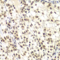 NIRF Antibody - BSA Free, Novus Biologicals 0.1 mL; Unconjugated:Antibodies,