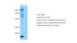 NIRF Antibody, Novus Biologicals 100 &mu;L; Unconjugated:Antibodies, Polyclonal