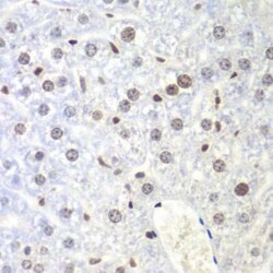 NIRF Antibody - BSA Free, Novus Biologicals 0.1 mL; Unconjugated:Antibodies,
