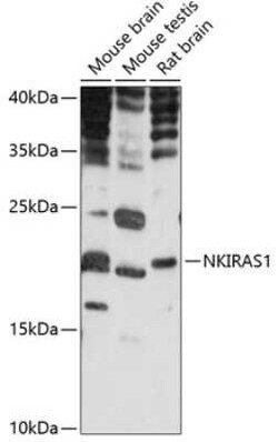NKIRAS1 Antibody - Azide and BSA Free, Novus Biologicals 0.02 mL; Unconjugated:Antibodies,