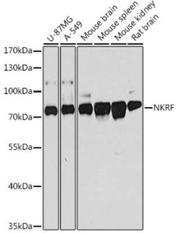 NKRF Antibody - BSA Free, Novus Biologicals:Antibodies:Primary Antibodies