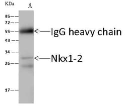 NKX1-2 Antibody, Novus Biologicals 100 &mu;g; Unconjugated:Antibodies,