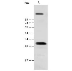 NKX1-2 Antibody, Novus Biologicals 100 &mu;g; Unconjugated:Antibodies,