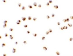 NKX2-4 Antibody - BSA Free, Novus Biologicals 0.1 mg | Buy Online | Novus Biologicals | Fisher Scientific