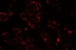 NKX2.8 Antibody - BSA Free, Novus Biologicals 0.1 mg; Unconjugated:Antibodies,