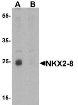 NKX2.8 Antibody - BSA Free, Novus Biologicals 0.1 mg; Unconjugated:Antibodies,