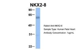 NKX2.8 Antibody, Novus Biologicals 100 &mu;L; Unconjugated:Antibodies,