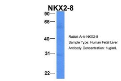 NKX2.8 Antibody, Novus Biologicals 100 &mu;L; Unconjugated:Antibodies,