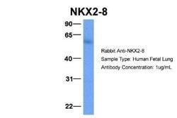 NKX2.8 Antibody, Novus Biologicals 100 &mu;L; Unconjugated:Antibodies,