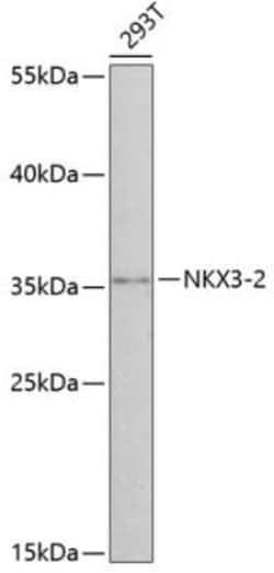 NKX3-2 Antibody - Azide and BSA Free, Novus Biologicals 0.02 mL; Unconjugated:Antibodies,