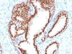 NKX3.1 Antibody (NKX3.1/2576) - Azide and BSA Free, Novus Biologicals 100