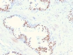 NKX3.1 Antibody (NKX3.1/2836) - Azide and BSA Free, Novus Biologicals 100