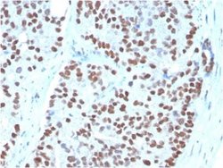 NKX3.1 Antibody (NKX3.1/3348) - Azide and BSA Free, Novus Biologicals 100 &mu;g | Buy Online | Novus Biologicals | Fisher Scientific