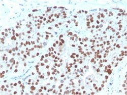 NKX3.1 Antibody (NKX3.1/3348) - Azide and BSA Free, Novus Biologicals 100 &mu;g | Buy Online | Novus Biologicals | Fisher Scientific