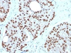 NKX3.1 Mouse anti-Human, Clone: NKX3.1/3350, Novus Biologicals:Antibodies:Primary