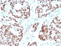 NKX3.1 Mouse anti-Human, Clone: NKX3.1/3350, Novus Biologicals:Antibodies:Primary