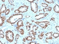 NKX3.1 Antibody (NKX3.1/4562R) - Azide and BSA Free, Novus Biologicals