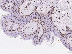 NLE1 Antibody, Novus Biologicals 100 &mu;g, Unconjugated:Antibodies, Polyclonal