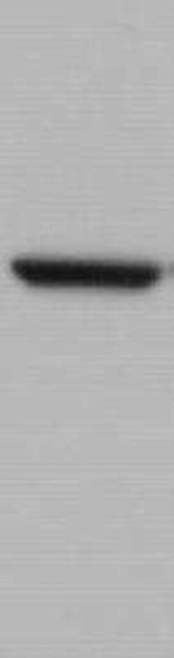 Novus Biologicals NLK Antibody (1C1), Novus Biologicals 0.1 mg | Buy Online | Novus Biologicals&trade; | Fisher Scientific