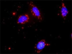 NLK Antibody (2B11), Novus Biologicals 0.1 mg | Buy Online | Novus Biologicals | Fisher Scientific