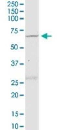 NLK Antibody (2B11), Novus Biologicals 0.1 mg | Buy Online | Novus Biologicals | Fisher Scientific