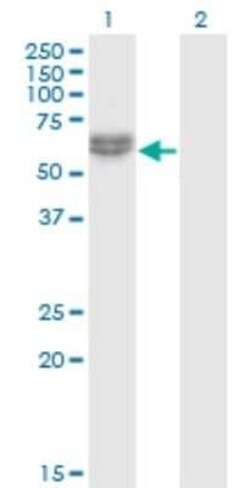 NLK Antibody (2B11), Novus Biologicals 0.1 mg | Buy Online | Novus Biologicals | Fisher Scientific