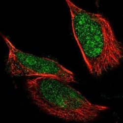 NLK Antibody, R&D Systems&trade;