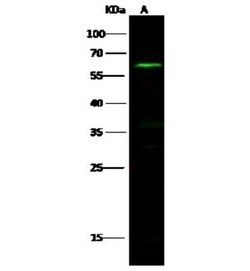 NLK Antibody, Novus Biologicals 100 &mu;g; Unconjugated:Antibodies, Polyclonal