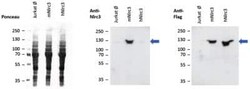 NLRC3 Antibody (Eowyn-1) - BSA Free, Novus Biologicals 100 ug; Unconjugated:Antibodies,