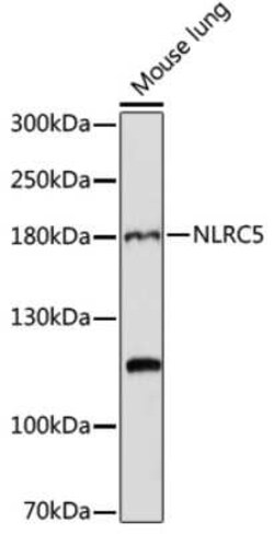 NLRC5 Antibody - Azide and BSA Free, Novus Biologicals 0.02 mL; Unconjugated:Antibodies,