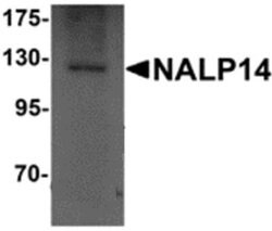 NLRP14 Antibody - BSA Free, Novus Biologicals 0.1 mg; Unconjugated:Antibodies,