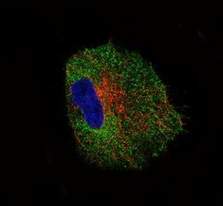 NLRP3/NALP3 Antibody (CL0210), Novus Biologicals 25 &mu;L, Unconjugated:Antibodies,