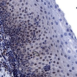 Human NLRP3/NALP3 Antibody, R D Systems 100 &mu;g; Unconjugated:Antibodies,