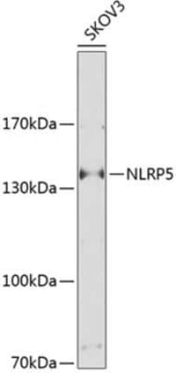 NLRP5 Antibody - BSA Free, Novus Biologicals:Antibodies:Primary Antibodies