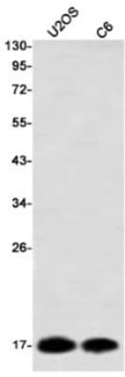 NM23-H2/NME2 Antibody (S08-1C1), Novus Biologicals 100 &mu;g; Unconjugated:Antibodies,