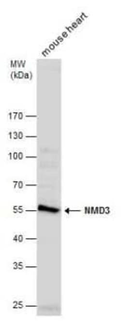 NMD3 Antibody, Novus Biologicals 100 &mu;g; Unconjugated:Antibodies, Polyclonal