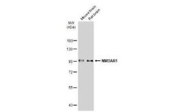 NMDAR1 Antibody, Novus Biologicals 100 &mu;g | Buy Online | Bio-Techne | Fisher Scientific