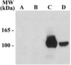 NMDA R, NR1 Subunit Antibody - Prime Splice Variant - Azide and BSA Free,