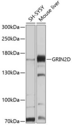 NMDAR2D Antibody - BSA Free, Novus Biologicals 0.1 mL; Unconjugated:Antibodies,
