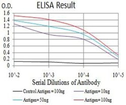 NMDAR3B Antibody (2A8E11) - BSA Free, Novus Biologicals:Antibodies:Primary