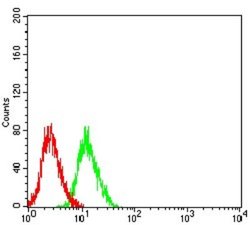 NMDAR3B Antibody (2A8E11) - BSA Free, Novus Biologicals:Antibodies:Primary