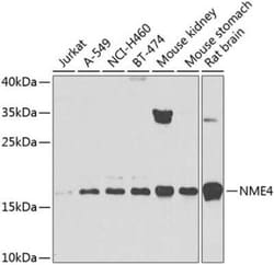 NME4 Antibody - BSA Free, Novus Biologicals:Antibodies:Primary Antibodies