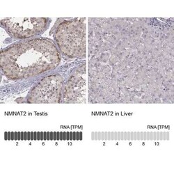 NMNAT-2 Antibody, Novus Biologicals 100 &mu;g; Unconjugated:Antibodies,
