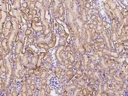 NNT Antibody, Novus Biologicals 50 &mu;g; Unconjugated:Antibodies, Polyclonal
