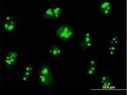 NO66 Antibody, Novus Biologicals 0.05 mg | Buy Online | Novus Biologicals | Fisher Scientific