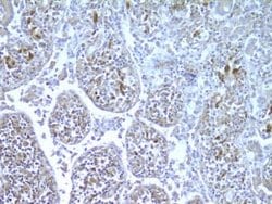 NOD2 Antibody (hNOD2.017), Novus Biologicals 50 &mu;g | Buy Online | Novus Biologicals | Fisher Scientific