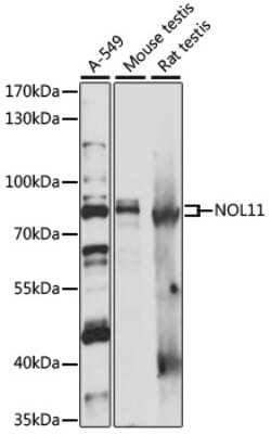 NOL11 Antibody - Azide and BSA Free, Novus Biologicals 0.1 mL | Buy Online | Novus Biologicals | Fisher Scientific
