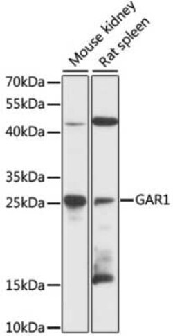NOLA1 Antibody - Azide and BSA Free, Novus Biologicals:Antibodies:Primary