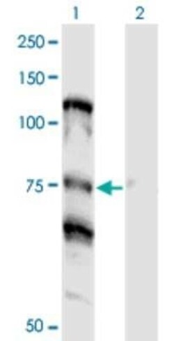 NOLC1 Antibody (3F8), Novus Biologicals 0.1 mg | Buy Online | Novus Biologicals | Fisher Scientific