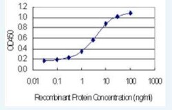 NOP10 Antibody (6H6), Novus Biologicals 100 &mu;g | Buy Online | Novus Biologicals | Fisher Scientific